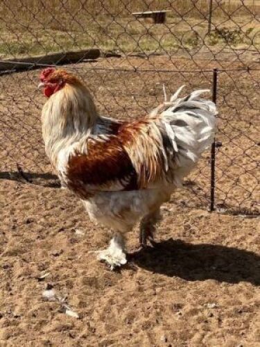 2 x BRAHMA WILLIE SNYDERS & RONEL RIEKERT (Betaal per stuk om lot te neem)