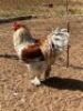 2 x BRAHMA WILLIE SNYDERS & RONEL RIEKERT (Betaal per stuk om lot te neem)
