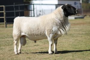 1 x M DORPER LIVESTOCK 88 84 (PTY) LTD