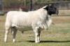 1 x M DORPER LIVESTOCK 88 84 (PTY) LTD - 2