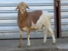 1 x M MEATMASTER JOHANNES DU PLESSIS - 2