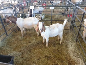 2 x M BOERBOK MADEVU (Betaal per stuk om lot te neem)