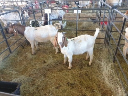 2 x M BOERBOK MADEVU (Betaal per stuk om lot te neem)