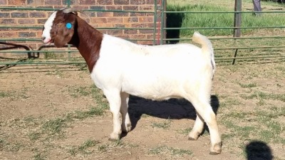 1X BOER GOAT STUD 48-1028 DOE Jan van der Linde