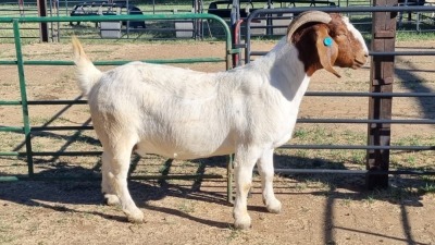 1X BOER GOAT STUD 48-1027 DOE Jan van der Linde