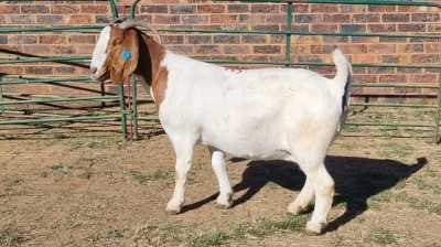 1X BOER GOAT STUD 48-1024 DOE Jan van der Linde