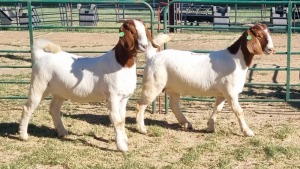 2X BOER GOAT FLOCK 48-1516, FLOCK 48-1434 DOE Jan van der Linde