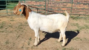 1X BOER GOAT STUD 48-703 DOE Jan van der Linde