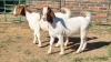 2X BOER GOAT FLOCK 48-1261, FLOCK 48-1425 DOE Jan van der Linde