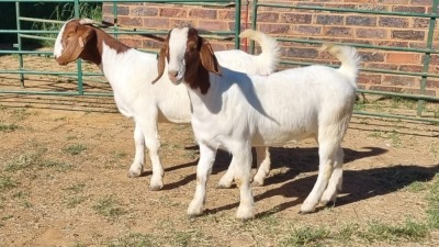 2X BOER GOAT FLOCK 48-1261, FLOCK 48-1425 DOE Jan van der Linde