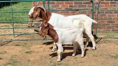 1+2X BOER GOAT STUD 48-708 DOE Jan van der Linde