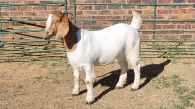 1X BOER GOAT FLOCK 48-1273 DOE Jan van der Linde