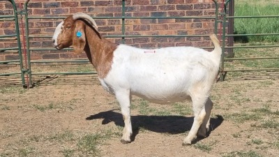 1X BOER GOAT STUD 48-1039 DOE Jan van der Linde