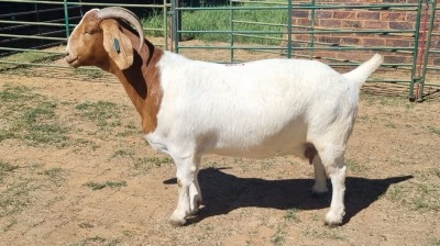 1X BOER GOAT FLOCK 48-1436 DOE Jan van der Linde