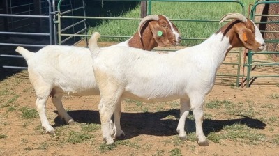 2X BOER GOAT FLOCK 48-1280 FLOCK 48-1275 DOE Jan van der Linde