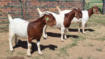 3X BOER GOAT FLOCK 48-1264 FLOCK 48-1267 FLOCK 48-1424 DOE Jan van der Linde