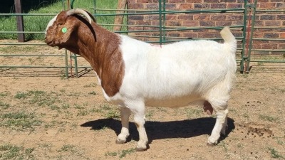 1X BOER GOAT FLOCK 48-1278 DOE Jan van der Linde