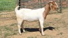 1X BOER GOAT FLOCK 48-1427 DOE Jan van der Linde