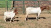 1+2X BOER GOAT FLOCK 48-1437 DOE Jan van der Linde