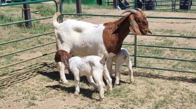 1+2X BOER GOAT FLOCK 48-1274 DOE Jan van der Linde