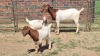 1+2X BOER GOAT FLOCK 48-1269 DOE Jan van der Linde