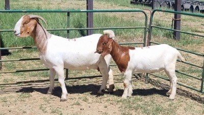 1+1X BOER GOAT FLOCK 48-1276 DOE Jan van der Linde