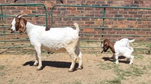 1+2X BOER GOAT FLOCK 48-1266 DOE Jan van der Linde