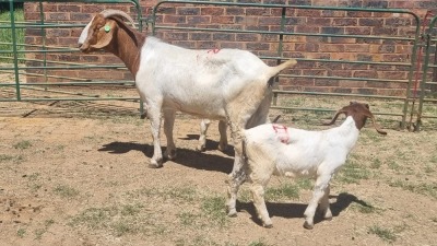 1+2X BOER GOAT FLOCK 48-1431 DOE Jan van der Linde