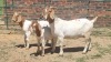 1+2X BOER GOAT FLOCK 48-1423 DOE Jan van der Linde