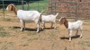 1+2X BOER GOAT FLOCK 48-1428 DOE Jan van der Linde