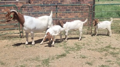 1+3X BOER GOAT FLOCK 48-1263 DOE Jan van der Linde