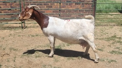 1X BOER GOAT FLOCK 48-1268 DOE Jan van der Linde