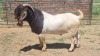 1X BOER GOAT FLOCK 48-1432 BUCK Jan van der Linde