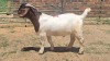 1X BOER GOAT TOO YOUNG FOR GRADING BUCK Jan van der Linde