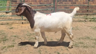 1X BOER GOAT TOO YOUNG FOR GRADING BUCK Jan van der Linde