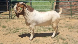 1X BOER GOAT FLOCK 48-1514 BUCK Jan van der Linde