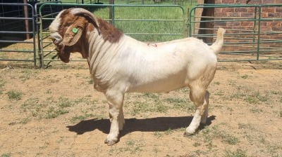 1X BOER GOAT FLOCK 48-1514 BUCK Jan van der Linde