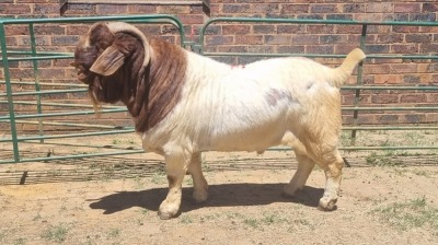 1X BOER GOAT COMMERCIAL BUCK Jan van der Linde