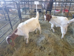 2 x M BOERBOK MADEVU (Betaal per stuk om lot te neem)