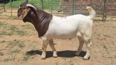 1X BOER GOAT TOO YOUNG FOR GRADING BUCK Jan van der Linde