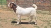 1X BOER GOAT TOO YOUNG FOR GRADING BUCK Jan van der Linde