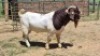 1X BOER GOAT COMMERCIAL BUCK Jan van der Linde