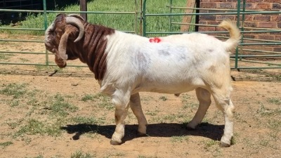 1X BOER GOAT COMMERCIAL BUCK Jan van der Linde