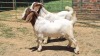 2X BOER GOAT COMMERCIAL BUCK Jan van der Linde