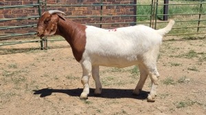 1X BOER GOAT COMMERCIAL DOE Jan van der Linde