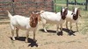 3X BOER GOAT COMMERCIAL DOE Jan van der Linde