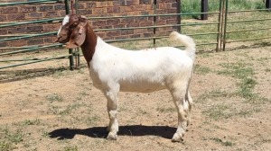 1X BOER GOAT COMMERCIAL DOE Jan van der Linde