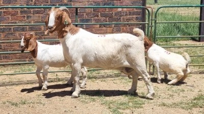 1+2X BOER GOAT COMMERCIAL DOE Jan van der Linde