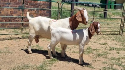 1+1X BOER GOAT COMMERCIAL DOE Jan van der Linde