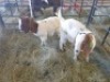2 x M BOERBOK MADEVU (Betaal per stuk om lot te neem) - 2